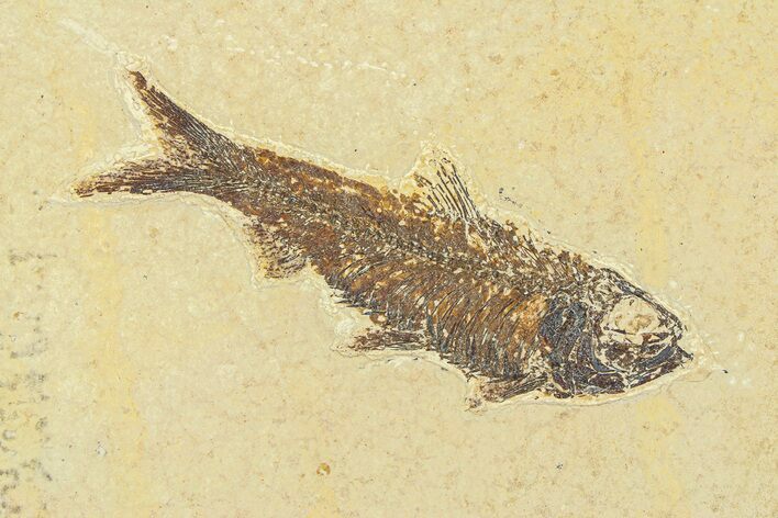 Fossil Fish (Knightia) - Wyoming #295624